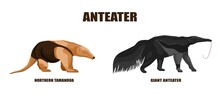 Set Anteaters Illustration On Isolated White Background. Vector Illustration Two Animals From South America Giant Anteater And Tamandua Northern.