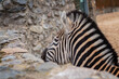 Close-up plan. Portrait of a zebra, in the zoo. A stone wall.