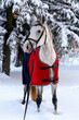 Horse portrait in red rug in winter in forest