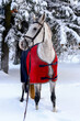 Horse portrait in red rug in winter in forest