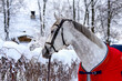 Horse portrait in red rug in winter forest