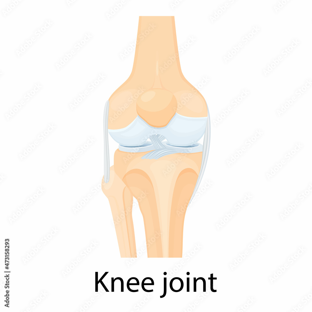 Knee joint isolated vector illustration, flat design. Ligaments of the ...