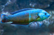 Halichoeres wrasse. Tropical multicolored marine fish