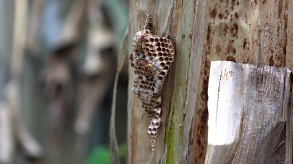 Wall Mural - Wasp or hornet and larvae in a nest on a banana tree, Insects nature, Thailand.