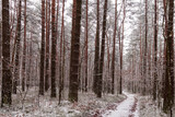Fototapeta Tęcza - las zimą