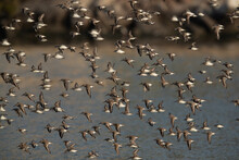 Flock Of Dunlins And Little Stints Flying At Tubli Bay, Bahrain