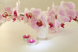 Fototapeta  - Pink phalaenopsis orchid flower with burning candle in beige interior. Selective soft focus. Minimalist still life. Light and shadow nature horizontal background.