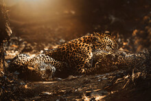 Ceylon Leopard (Panthera Pardus Kotiya) Mother With Cubs