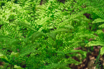 Wall Mural - Maidenhair ferns in the woods