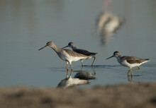 Redshank And Marsh Sandpipers At Asker Marsh With Reflection On Water, Bahrain