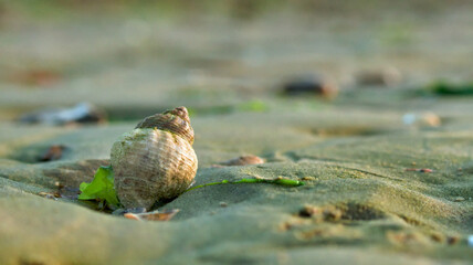 Shell in sand