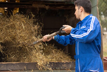 Young Farmer Throwing Straw And Hay Into A Dumpster With A Sickle