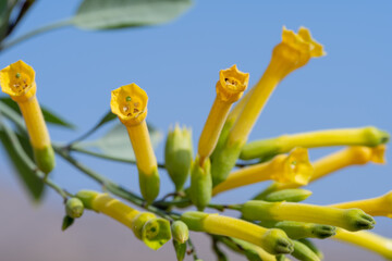 Tree Tobacco Flower 2