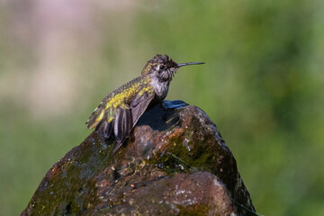 Wall Mural - Anna's Hummingbird Female Bathing Wings and Tail Down