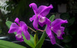 Cattleya labiata, also known as the crimson cattleya or ruby-lipped cattleya, purple orchid