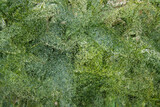 Fototapeta Łazienka - green moss on the stone