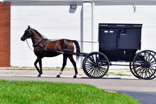 An Amish Carriage Or Buggy In A Small Northeastern Indiana Community On Its Journey Back Home Following A Shopping Trip To A Local Store. 