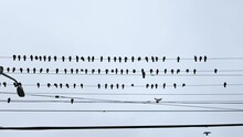 Birds On The Wire
