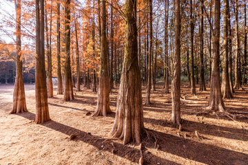 Wall Mural - Redwood forest in the park