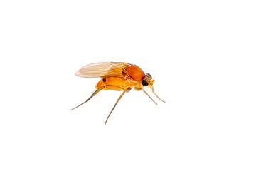 Wall Mural - Exotic Drosophila Fruit Fly Diptera Parasite Insect on White Background