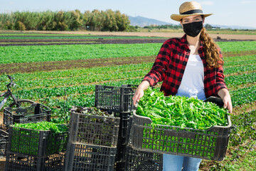 Wall Mural - Portrait of positive woman in face mask for disease protection carrying crate with freshly picked organic arugula or mizuna at farm field