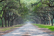 Spanish Moss on Live Oak Trees Lining The Road, Savannah, Georgia, USA