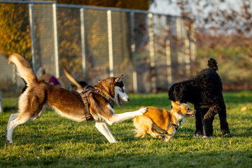 Canvas Print - group of dogs