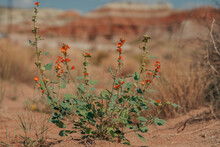 Flowers In Desert. Sphaeralcea Ambigua (Desert Globemallow) , Or Apricot Mallow Plat Inbloom In Desert, Red Rocks On Background