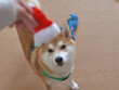 サンタクロースの赤い帽子と屋内飼いの柴犬