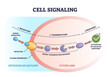 Cell or bio signaling with signal molecule pathway stages outline diagram. Labeled educational reception, transduction and response steps from receptor to response activation vector illustration.