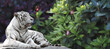 Horizontal banner with tropical plants leaves and a lying white tiger on blurred nature background