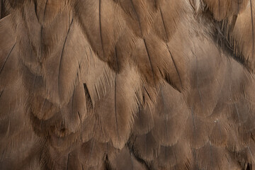 Close-up of the texture of eagle feathers