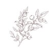 Blueberry branch sketch. Outlined botanical drawing of wild bilberry in vintage style. Detailed plant with berries and leaves. Hand-drawn vector illustration of wimberry isolated on white background