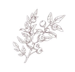 Wall Mural - Blueberry branch sketch. Outlined botanical drawing of wild bilberry in vintage style. Detailed plant with berries and leaves. Hand-drawn vector illustration of wimberry isolated on white background