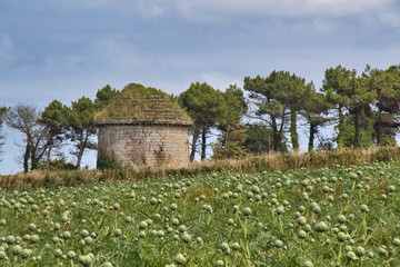 Wall Mural - old barn in the countryside