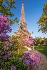 Fototapete - Eiffel Tower with flowering trees during springtime in Paris, France