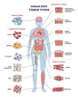 Human body tissue types with nerve, connective, muscle and epithelial outline diagram. Labeled educational anatomical structure with microbiology elements vector illustration. Healthy organ collection