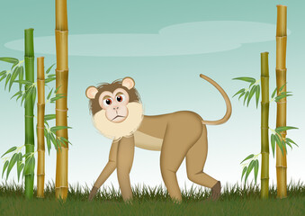 Wall Mural - macaque monkey illustration