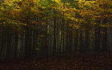 Fog In Dark Forest At Autumn. Beautiful Landscape Of Nature. High Quality Photo