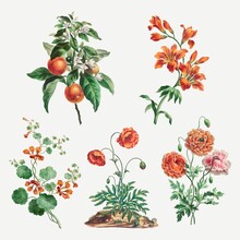 Flower Vector Vintage Art Print Set, Remixed From Artworks By John Edwards