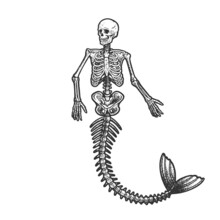 Mermaid Skeleton Sketch Raster Illustration