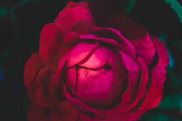 Poster - Beautiful fresh roses. Red neon  rose close up. Bright macro background.