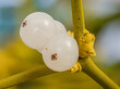 Makroaufnahme von mehreren reifenden Früchten der weißbeerigen Mistel (Viscum album) an einen kleinen Zweig.