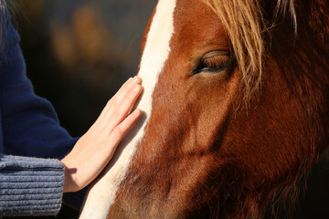 woman petting beautiful horse outdoors on sunny day, closeup