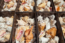 Bins Of Conch Shells On A Stall 