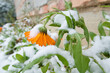 marigold lasts even through winter - Calendula officinalis