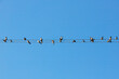Many birds, swallows or martlets, swifts sit on wires against the background of the blue sky. Copy space.