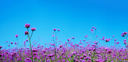 Wall Mural - Verbena flower field with blue sky background vintage purple flowers Blurred and soft background