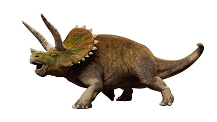 Wall Mural - Triceratops horridus, dinosaur from the Late Cretaceous period isolated on white background, front view