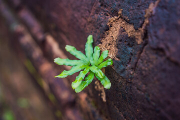 Plants and old bricks. Old brick wall entwined with ivy